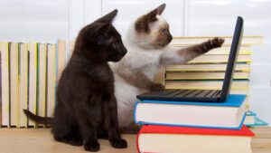 Two kittens looking at a laptop