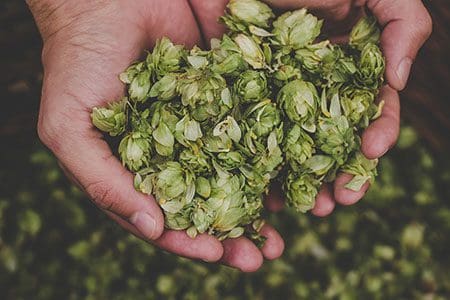 Green hops in a man's hands