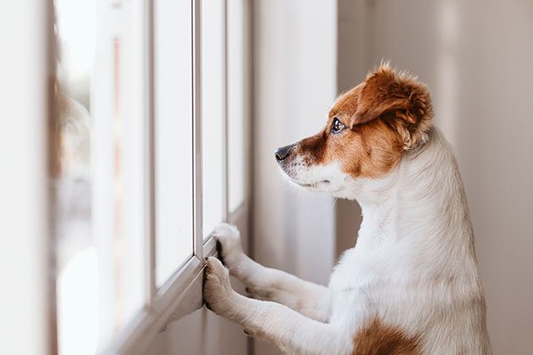 Small Dog Waiting at Window
