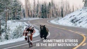 Sometimes stress is the best motivator - bicyclist peddling hard as bear chases him