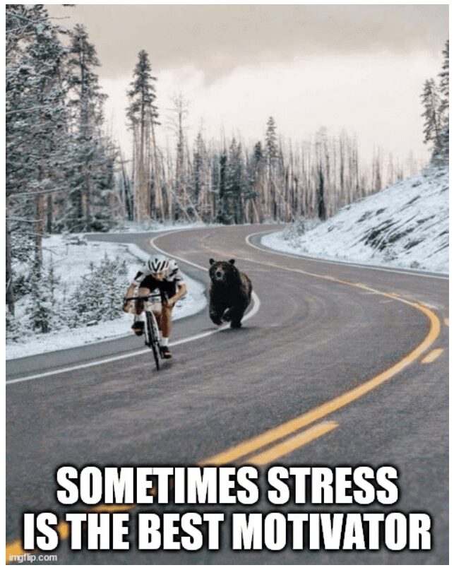 Sometimes stress is the best motivator - bicyclist peddling hard as bear chases him