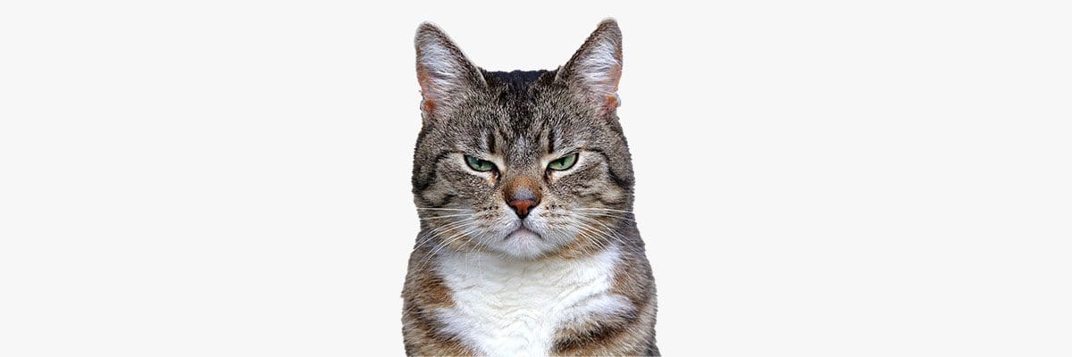 Cat with angry look on its face