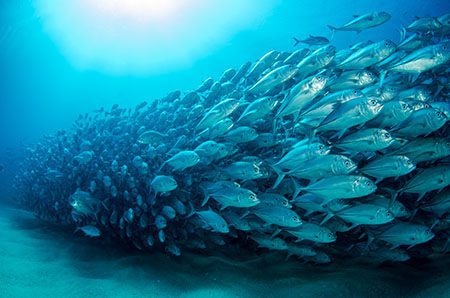 Large school of fish - safety in numbers