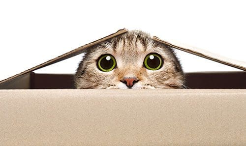 Cat peeking out of the top of a box